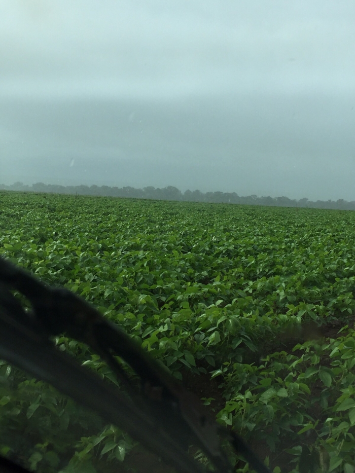 Imagem do dia - Lavoura de soja em Canarana (MT). Enviado por Roberto
