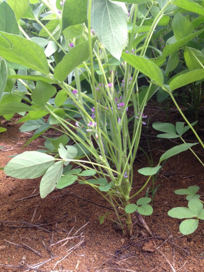 Imagem do dia - Lavoura de soja em Dom Eliseu (PA). Enviado pelo Consultor Técnico Jackson Luis