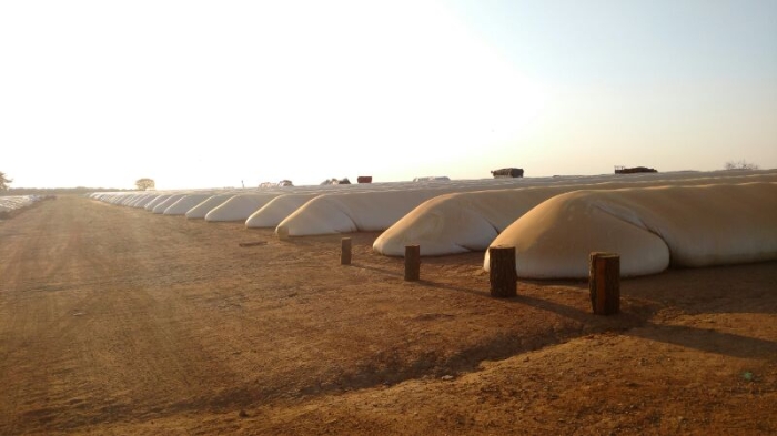 Imagem do dia - Milho armazenado em silos-bolsa em Uberlândia (MG), fotos de Daniel Olivi