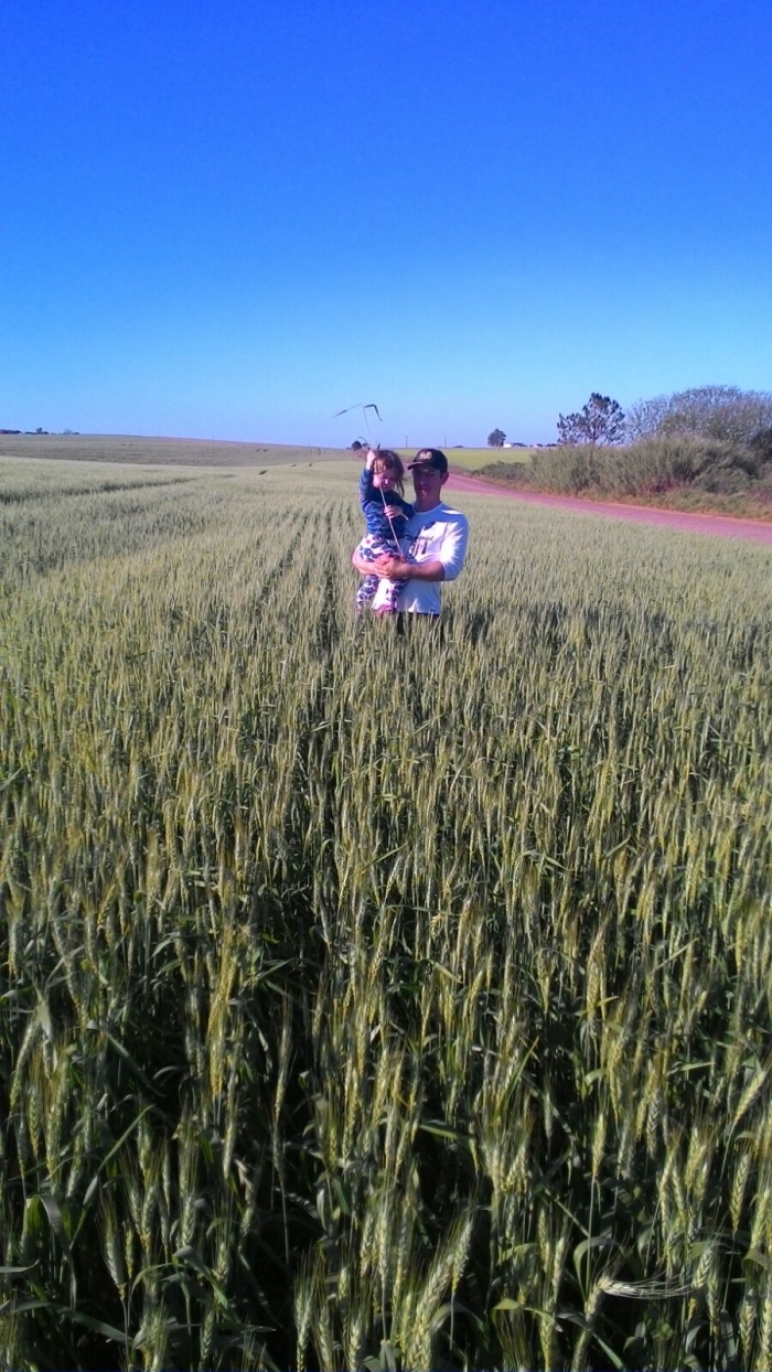 Imagem do dia - Kataryna Baiotto na lavoura de trigo em Santa Bárbara do Sul (RS)