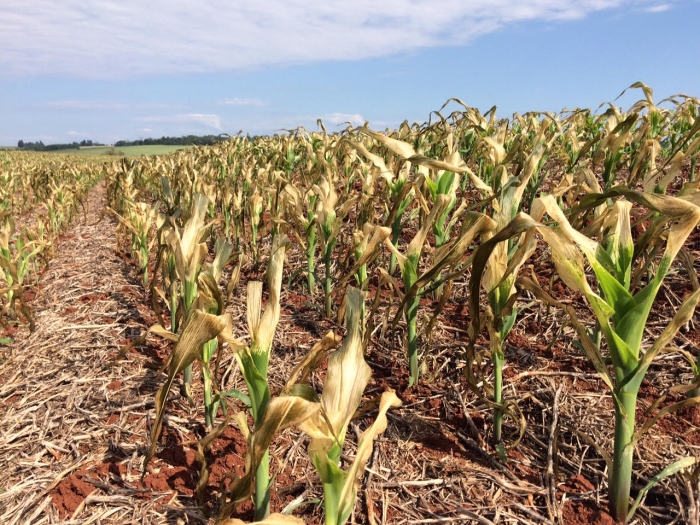 Imagem do dia - Danos na lavoura de milho em Horizontina (RS), após a geada do último dinal de semana, do produtor Fábio Manjabosco