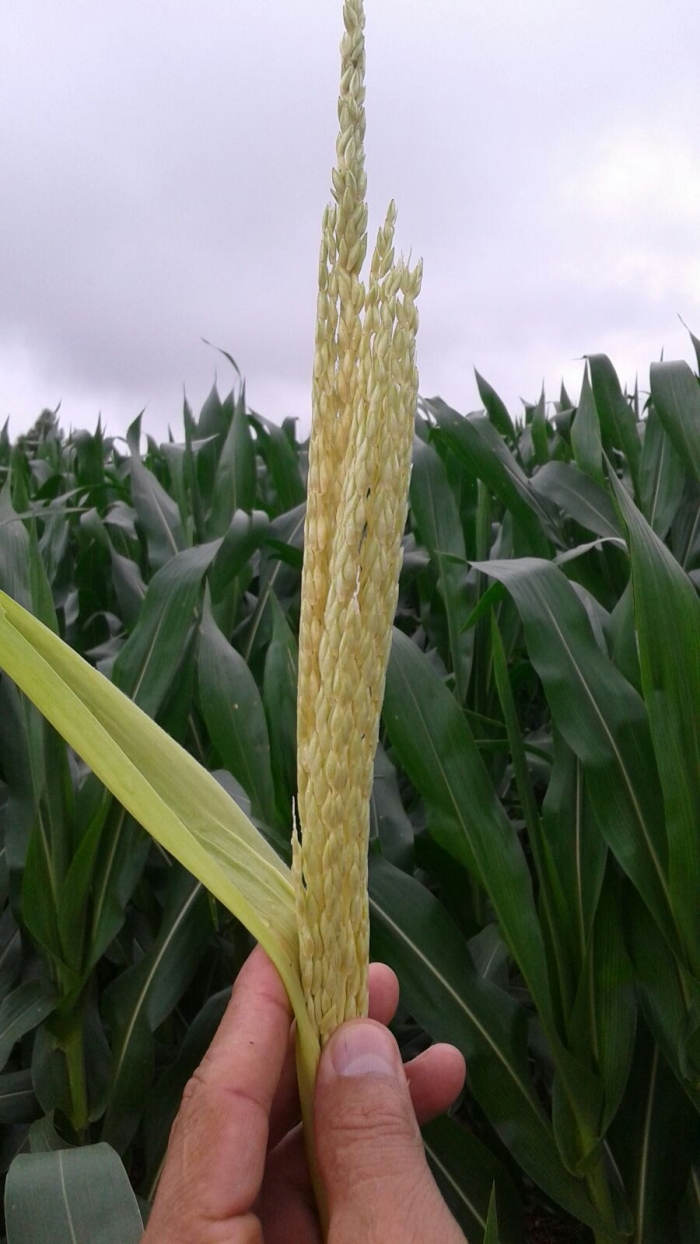 Imagem do dia - Lavoura de milho em Nova Aurora (PR). Enviado pelo Técnico Agrícola David Clemente