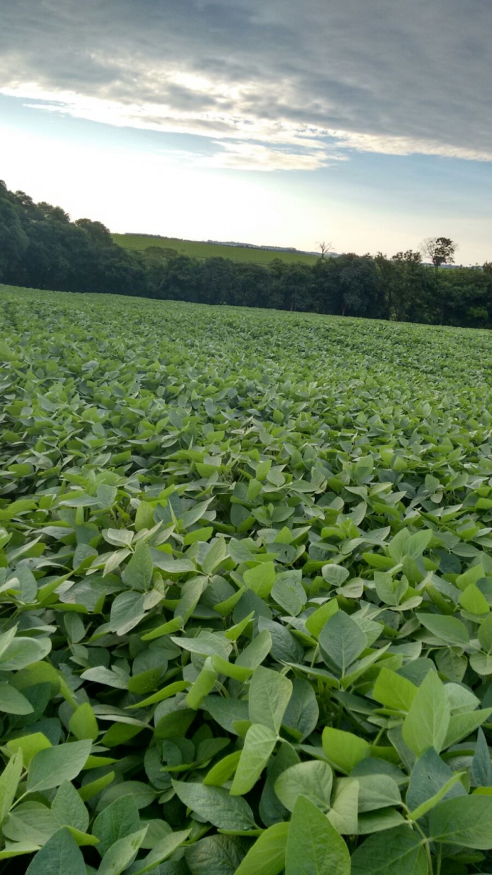 Imagem do dia - Lavoura de soja em Cândido Mota (SP), da família Nespolo