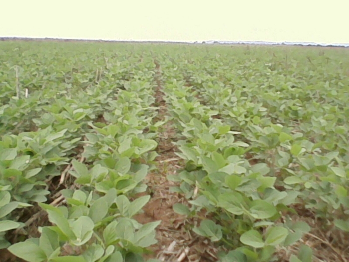 Imagem do dia - Lavoura de soja em Rosário Oeste (MT), na Fazenda São Paulo, da produtora Claudia Musa Muller