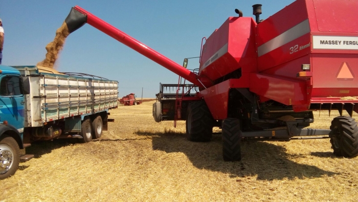 Imagem do dia - Colheita de trigo em Pranchita (PR), do produtor Gilmar Rector. Imagem enviada pelo Técnico Agrícola Celio Spillari
