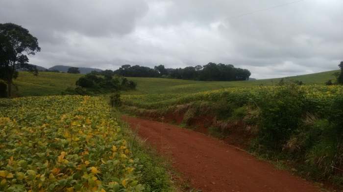 Imagem do dia - Lavoura de soja em Flor da Serra do Sul (PR). Enviado por Thiago Wilpert Correa