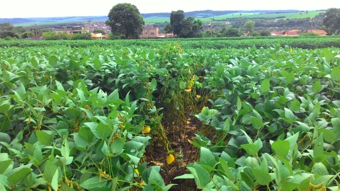 Imagem do dia - Lavoura de soja em Igarapava (SP), na Fazenda Ferreirinha, do produtor Ecyr Alves Ferreira