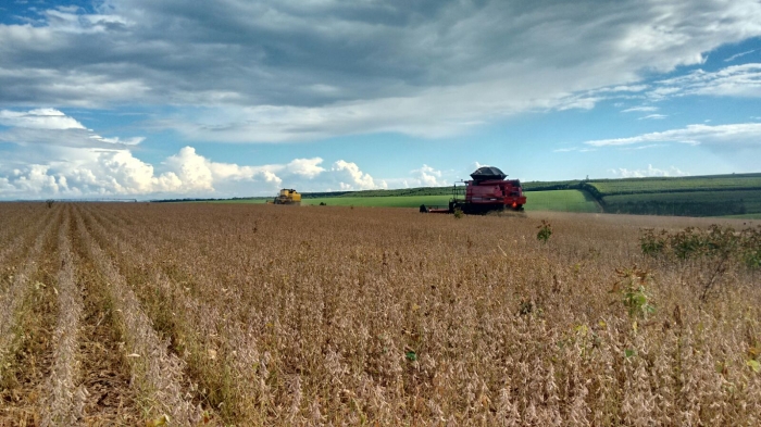 Imagem do dia - Lavoura de soja em Paracatu (MG). Enviado pelo Engenheiro Agrônomo Luiz Neto