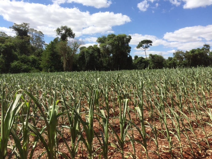 Imagem do dia - Lavoura de milho safrinha em Maringá (PR)