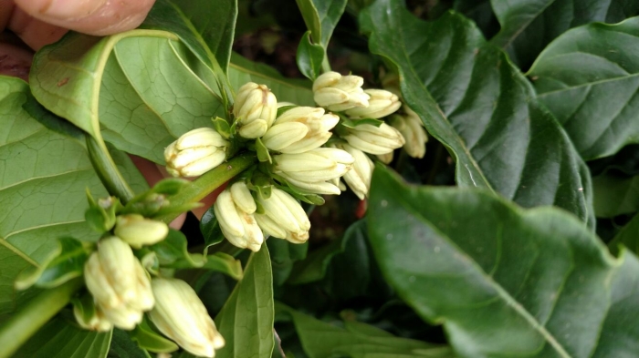 Imagem do dia - Florada do café em Rio Bananal (ES), do produtor Messias Kirmse