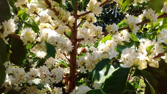 Florada no cerrado mineiro, na cidade de Rio Paranaíba (MG). Envio de Diego Bernardes Rocha, Técnico Agrícola.