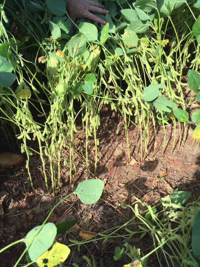 Imagem do dia - Lavoura de soja safrinha no Paraguai. Enviado por Valdemar