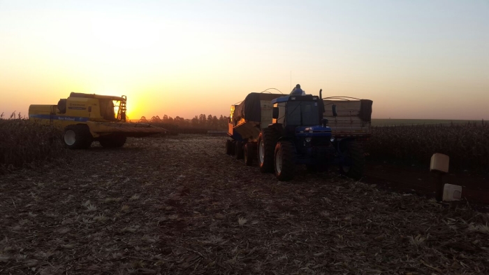 Imagem do dia - Recomeçando a colheita de milho safrinha em Pedrinhas Paulistas (SP), na Fazenda São João, do produtor Antônio Franco Neto