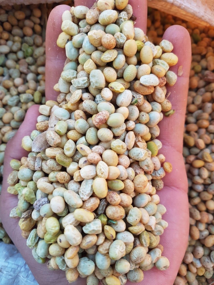 soja pouco produtiva