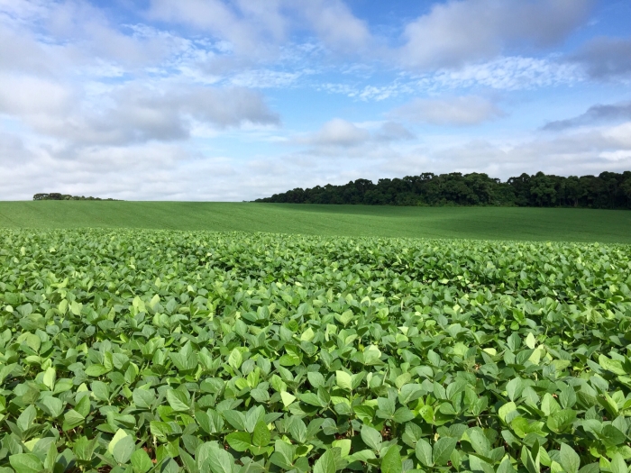 Imagem do dia - Lavoura de soja em Ponta Grossa (PR)