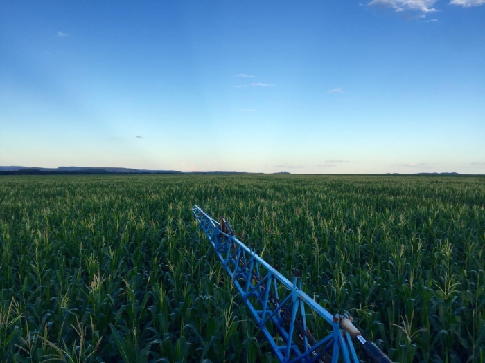 Imagem do dia - Lavoura de milho em Confresa (MT), na Fazenda Três Cores, do produtor Daniel Gustavo Colombo