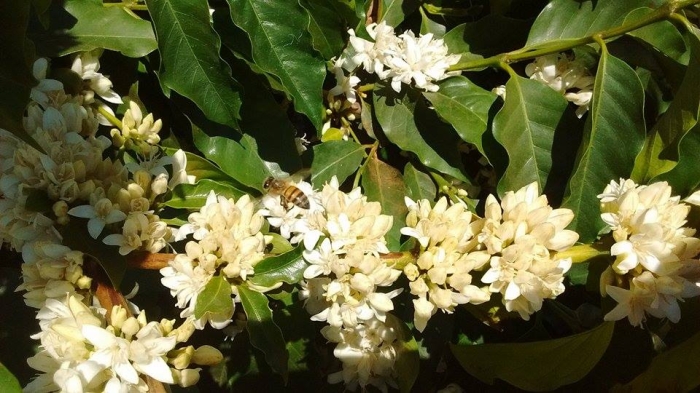 Florada no cerrado mineiro, na cidade de Rio Paranaíba (MG). Envio de Diego Bernardes Rocha, Técnico Agrícola.