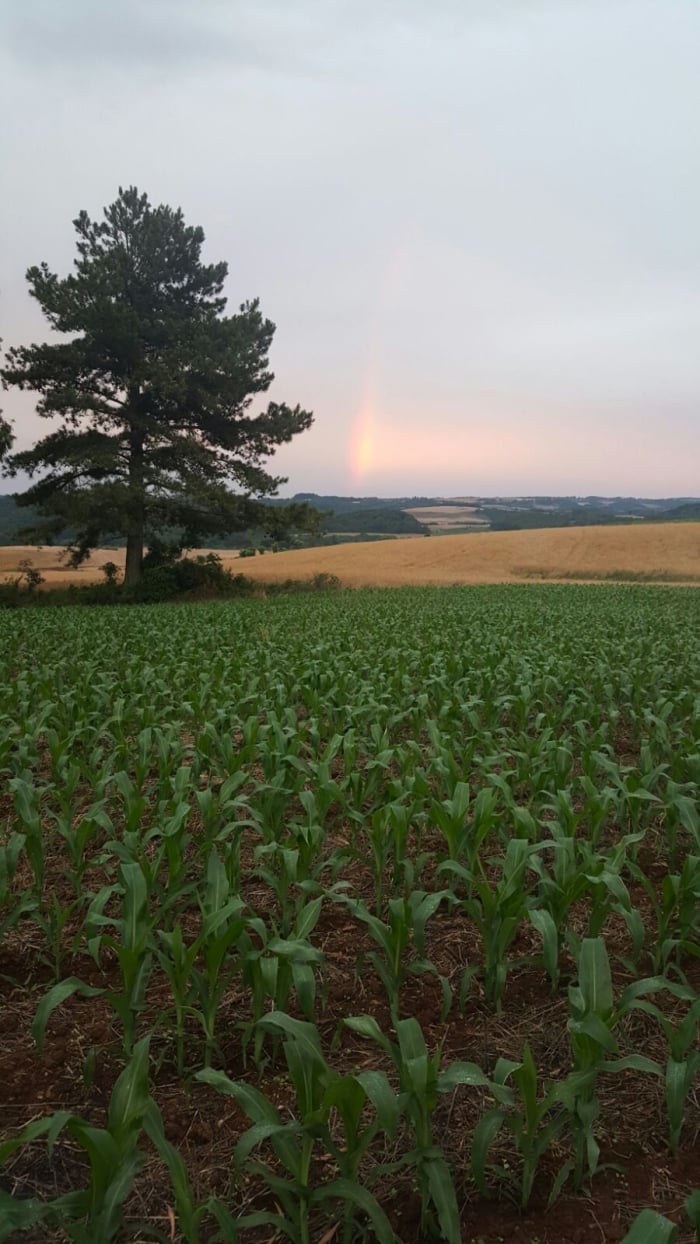 Imagem do dia - Lavoura de milho em Marau (RS), do produtor Luis Fernando Tessaro
