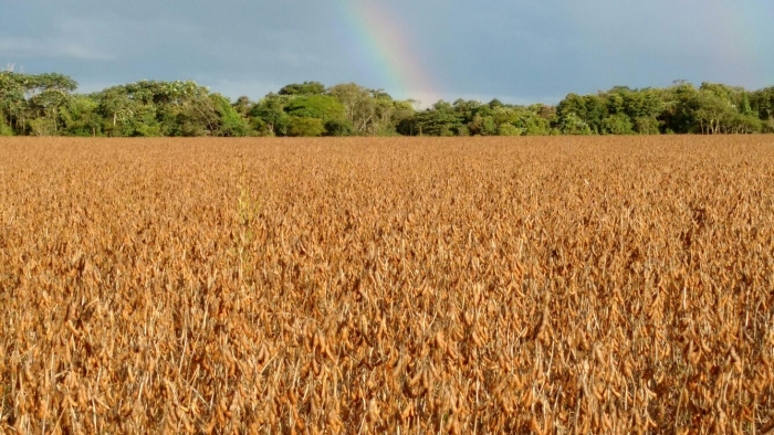 Imagem do dia - Lavoura de soja em Vilhena (RO). Enviado pelo Engenheiro Agrônomo Laydson F. De Menezes