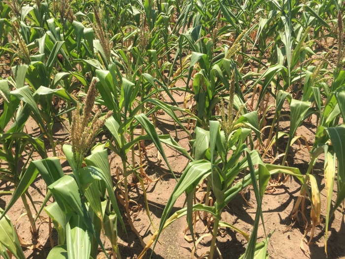 Imagem do dia - Lavoura de milho em Bom Jesus (PI). Enviado por Abel Pita