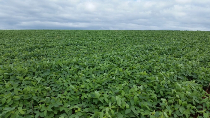 Imagem do dia - Lavoura de soja em Ribeirão do Pinhal (PR), dos irmãos Zucolim. Enviado pelo Engenheiro Agrônomo Fabio Miyamoto
