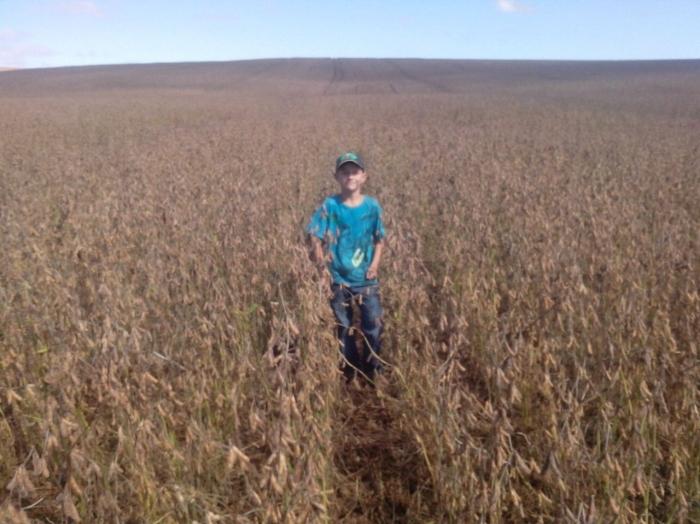 Imagem do dia - Lavoura de soja em Palmeira (PR), da Família Ornieski
