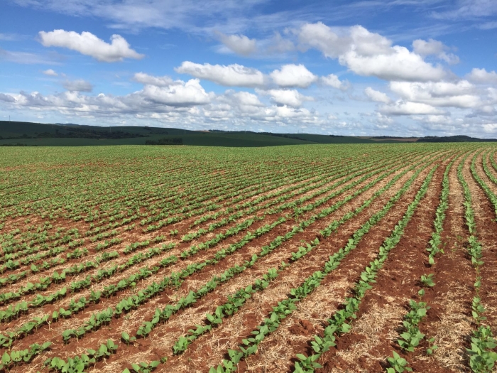 Imagem do dia - Lavoura de feijão safrinha em Ipuaçu (SC), na Fazenda São Jeronimo, do produtor Guido Neuls