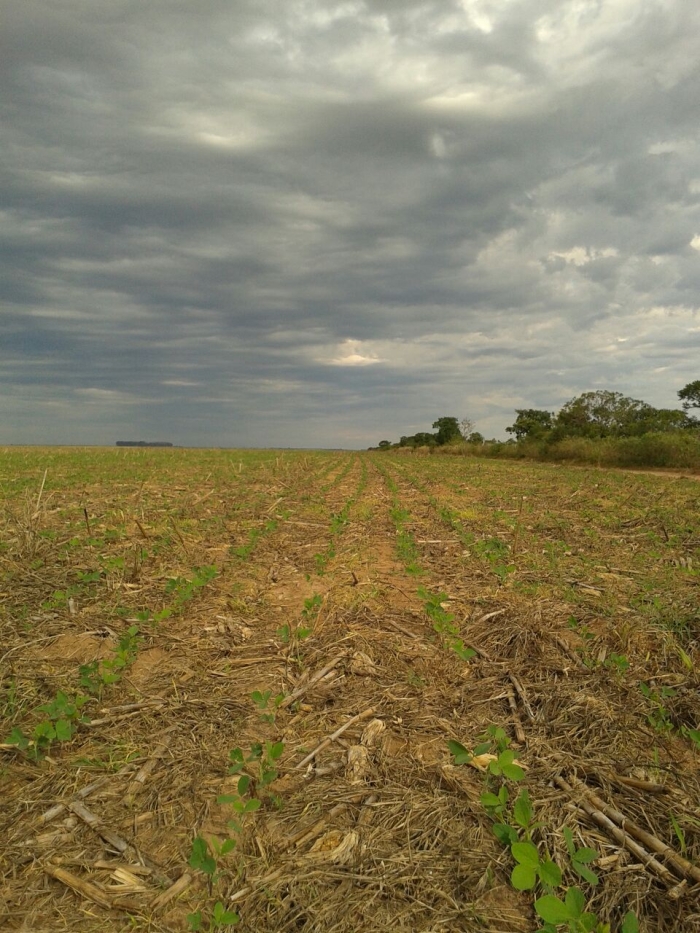 Imagem do dia - Lavoura de soja em Jaborandi (BA)