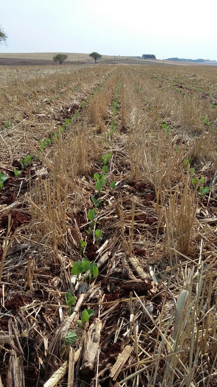 Imagem do dia - Soja em desenvolvimento em Ubiratã (PR). Enviado pelo Engenheiro Agrônomo Braciforte