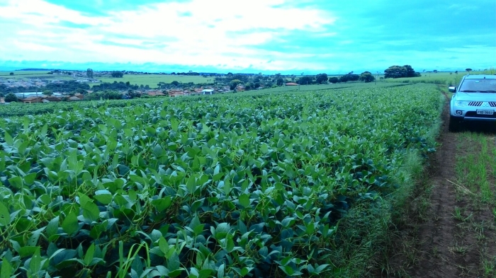 Imagem do dia - Lavoura de soja em Igarapava (SP), na Fazenda Ferreirinha, do produtor Ecyr Alves Ferreira