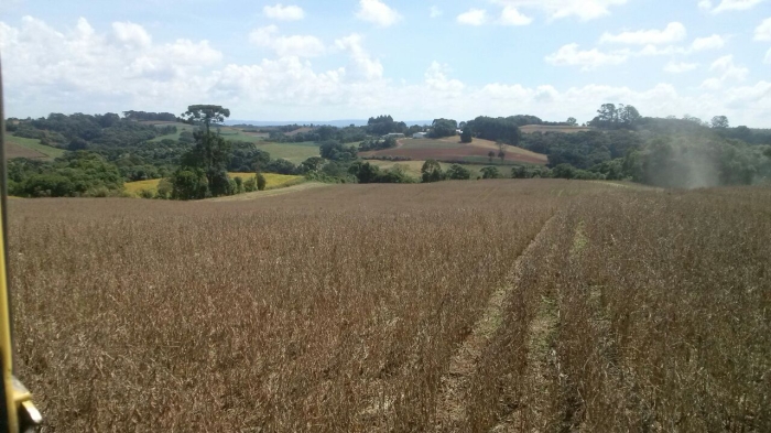 Imagem do dia - Colheita de soja em Araucária (PR)