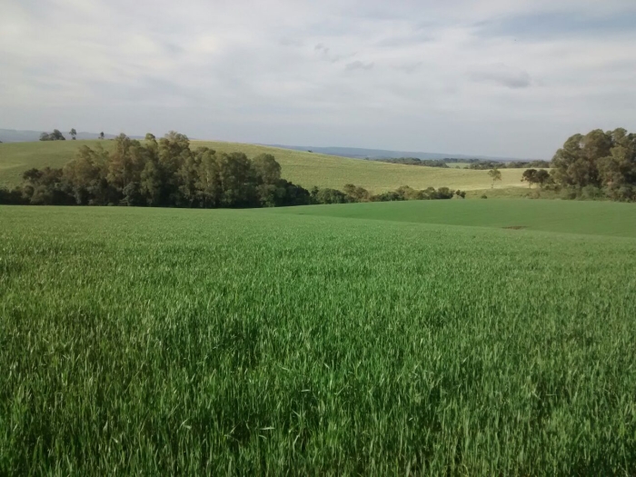 Imagem do dia - Lavoura de trigo em Faxinal dos Guedes (SC). Envio do Engenheiro Agrônomo Jonas Rossetto