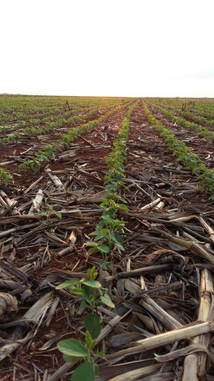 Imagem do dia - Plantio de soja da safra 2015/2016 em Sapezal (MT). Enviado por Raijan Mascarello