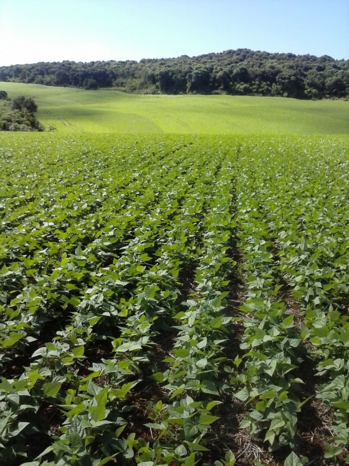 Imagem do dia - Lavoura de feijão em Rio Bonito do Iguaçu (PR), do produtor Edu Birgeier