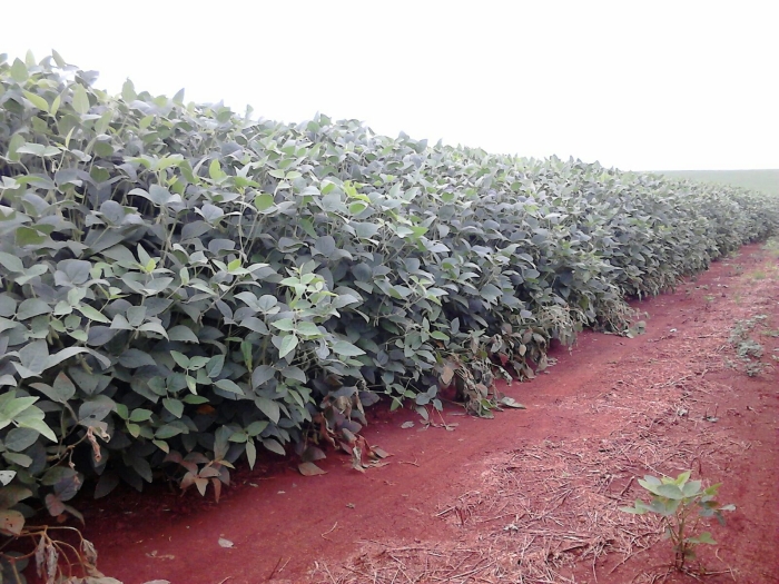 Imagem do dia - Lavoura de soja na Fazenda Santa Maria em Cornélio Procópio (PR), do produtor José Roberto