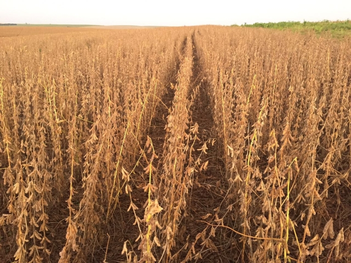 Imagem do dia - Lavoura de soja em Palmeira das Missões (RS). Enviado por Alexandre Van Ass