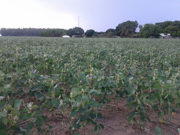 Imagem do dia - Lavoura de soja em Balsas (MA). Enviado por Maiquel Rambo