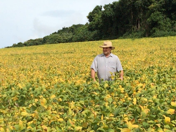 Imagem do dia - Lavoura de soja em Rio Bonito do Iguaçu (PR). Enviado por Elder Gava