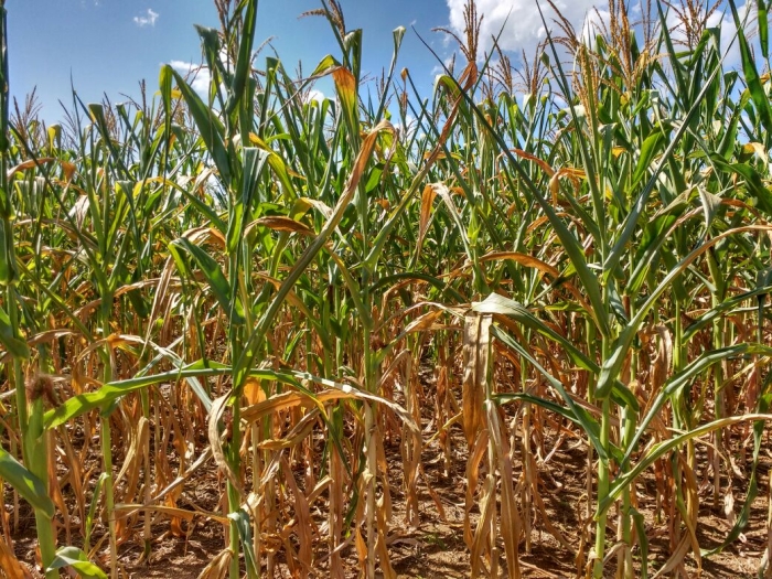 Imagem do dia - Lavoura de milho safrinha em Santa Helena (GO)