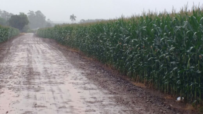 Imagem do dia - Lavoura de milho safrinha em Palotina (PR). Enviado por Edmilson Zabott