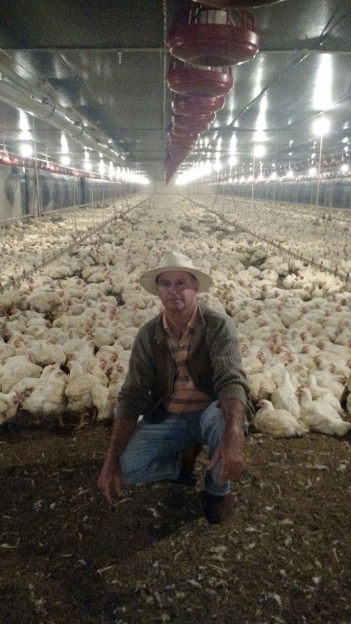 Imagem do dia - Fotos do primeiro lote de frango da família Visioli em Maringá (PR)