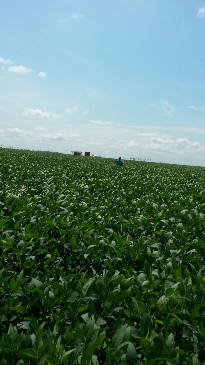 Imagem do dia - Lavoura de soja em Nova Fronteira (MT), na Fazenda Nossa Senhora de Fátima, da Família Dietrich