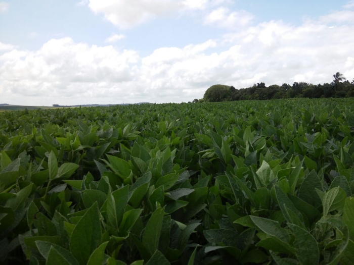 Lavoura de soja em São Francisco de Assis/RS - Foto de Luiz Cassol