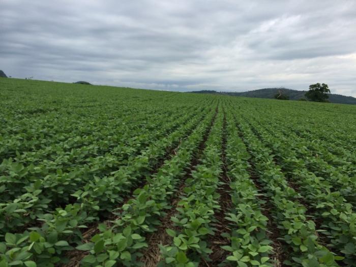 Imagem do dia - Lavoura de soja em Antônio João (MS), do produtor José Moraes, na Fazenda São José.
