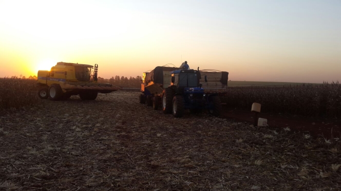 Imagem do dia - Recomeçando a colheita de milho safrinha em Pedrinhas Paulistas (SP), na Fazenda São João, do produtor Antônio Franco Neto
