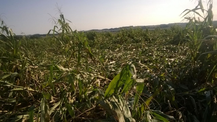 Imagem do dia - Lavoura de milho, após chuva e vento em Ibiaçá (RS), do produtor Elton Defavari