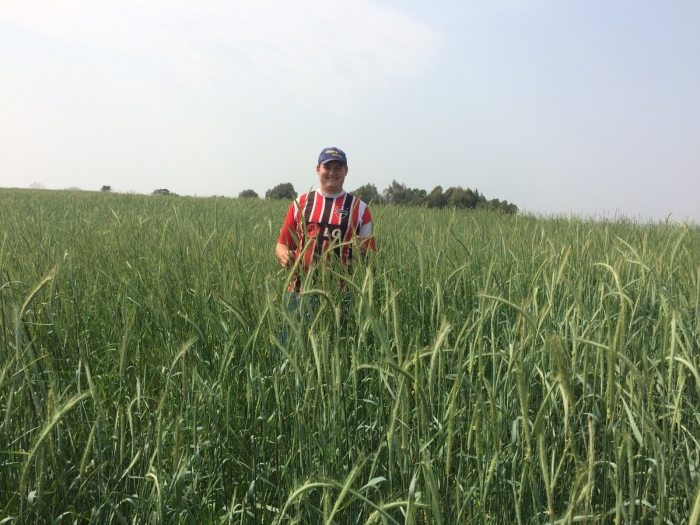 Imagem do dia - Área de centeio em Rio dos Índios (RS), na propriedade do Tiago Cadore. Enviada pelo Técnico Agrícola Diego da Silva