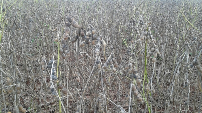 Imagem do dia -  Lavoura de soja em Nova Aurora (PR), sendo prejudicada pelo excesso de chuvas. Enviado pelo Técnico Agrícola David Clemente
