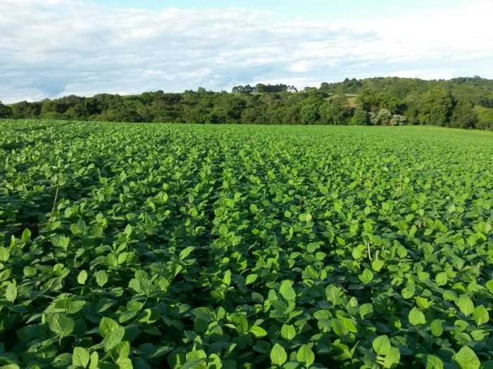 Imagem do dia - Lavoura de soja em Pontão (RS), do produtor Paulo Cesar Copini