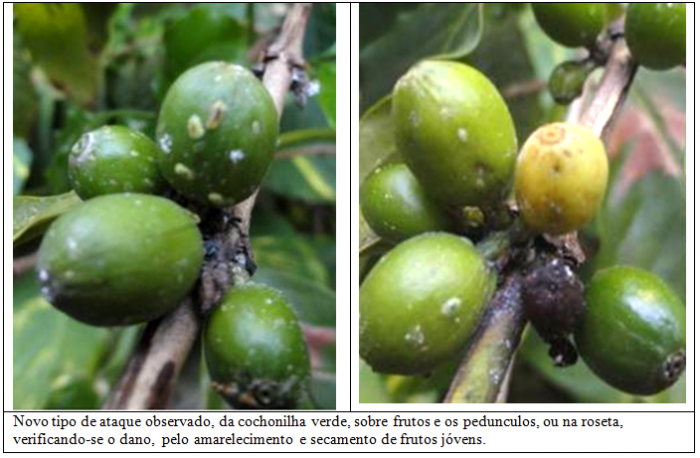Procafé: Cochonilha verde pode atacar frutos de café 002
